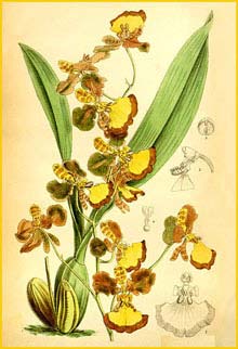   ( Oncidium praetextum ) Curtis's Botanical Magazine 