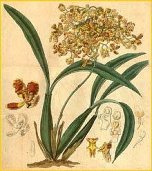   ( Oncidium pubes ) Curtis's Botanical Magazine 1831