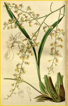   ( Oncidium raniferum ) Curtis's Botanical Magazine 1840