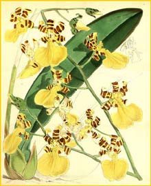   ( Oncidium splendidum ) Curtis's Botanical Magazine 1871