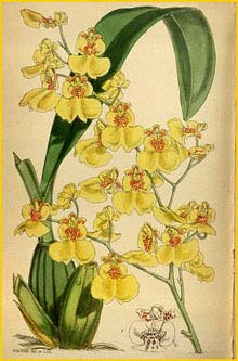   ( Oncidium varicosum ) Curtis's Botanical Magazine