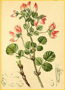   ( Ononis rotundifolia ) Atlas der Alpenflora (1882) by Anton Hartinger