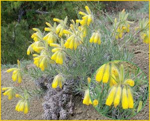    ( Onosma polyphylla ),    