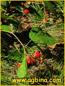  ( Rubus chaerophyllus )