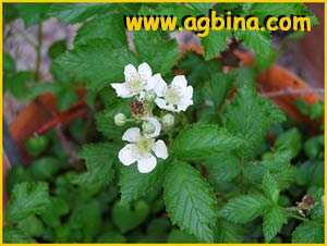  ( Rubus vigoi )