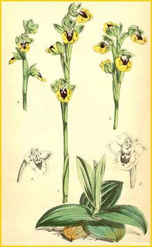   ( phrys lutea )  Curtis's Botanical Magazine 1870