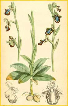   (  phrys speculum )  Curtis's Botanical Magazine 1870