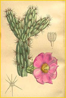   ( Opuntia imbricata )  Curtis's Botanical Magazine 1909