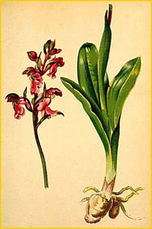   ( Orchis spitzelii ) Atlas der Alpenflora (1882) by Anton Hartinger