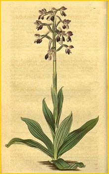   ( Orchis italica )  Curtis's Botanical Magazine 1817