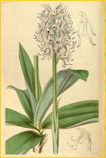   ( Orchis simia )  Curtis's Botanical Magazine  1835