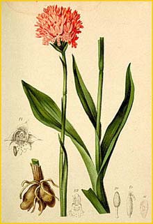     (Orchis  sphaerica /  globosa /  globosa var. sphaerica  ) Atlas der Alpenflora (1882) by Anton Hartinger