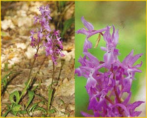   ( Orchis mascula ),    