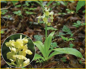   ( Orchis pallens ),    