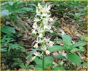   ( Orchis provincialis ),    