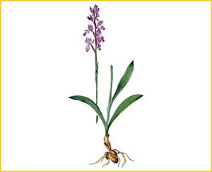   ( Orchis wanjkowii ),    