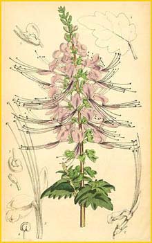   /   ( Orthosiphon stamineus ) Curtis's Botanical Magazine