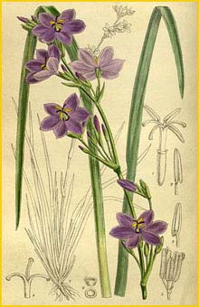   ( Orthrosanthus chimboracensis ) Curtis's Botanical Magazine 1917