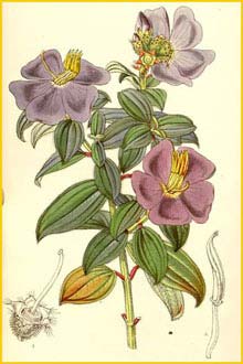   ( Osbeckia aspera ) Curtis's Botanical Magazine