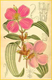   ( Osbeckia stellata ) Curtis's Botanical Magazine 1913