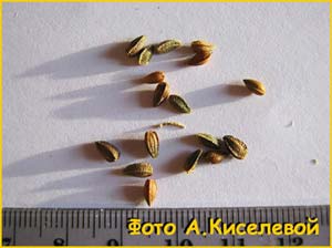  /   ( Osteospermum ecklonis )