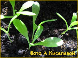   /   ( Osteospermum ecklonis )
