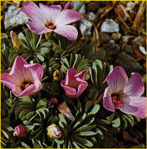   ( Oxalis adenophylla )