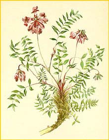   ( Oxytropis jacquini ) Atlas der Alpenflora (1882) by Anton Hartinger