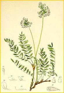   ( Oxytropis lapponica ) Atlas der Alpenflora (1882) by Anton Hartinger