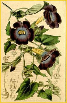   ( Thunbergia chrysops ) Curtis's Botanical Magazine 1844