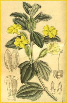   ( Thunbergia fischeri ) Curtis's Botanical Magazine 1904