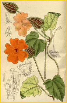   ( Thunbergia gibsonii ) Curtis's Botanical Magazine 1915