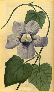  ( Thunbergia grandiflora ) Curtis's Botanical Magazine 1822
