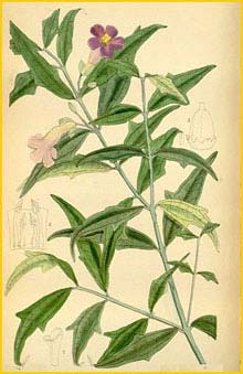   ( Thunbergia kirkii ) Curtis's Botanical Magazine 1883