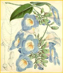   ( Thunbergia laurifolia / harrisii ) Curtis's Botanical Magazine 1857