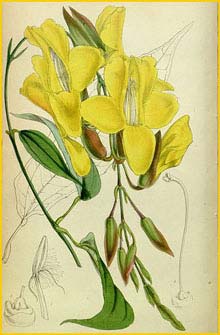   ( Thunbergia mysorensis / Hexacentris mysorensis )  Curtis's Botanical Magazine 1854