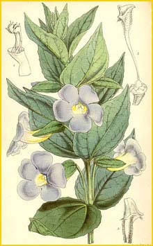    ( Thunbergia natalensis )  Curtis's Botanical Magazine 1858