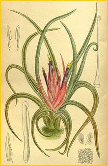   .  ( Tillandsia benthamiana andrieuxii ) Curtis's Botanical Magazine  1914