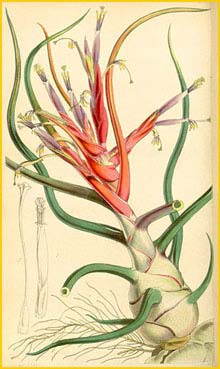     ( Tillandsia  bulbosa ) Curtis's Botanical Magazine  1847