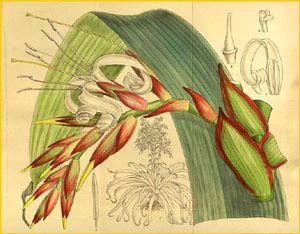    ( Tillandsia  regina ) Curtis's Botanical Magazine  1915