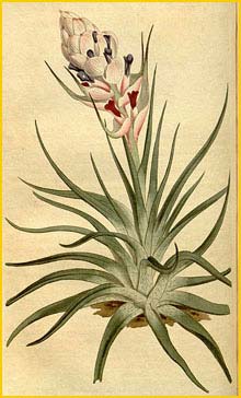   ( Tillandsia  stricta ) Curtis's Botanical Magazine  1813