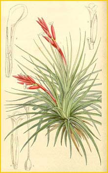   .  ( Tillandsia  tenuifolia var. tenuifolia ) Curtis's Botanical Magazine  1861