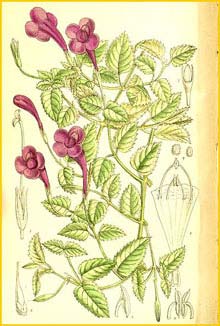  - ( Torenia atropurpurea ) Curtis's Botanical Magazine 1911