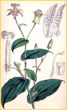   ( ricyrtis maculata ) Curtis's Botanical Magazine