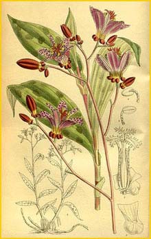   ( ricyrtis stolonifera ) Curtis's Botanical Magazine 1914