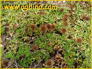     ( Acaena ovalifolia / ovalis ) 