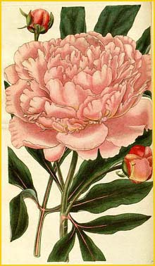   .   ( Paeonia albiflora var. rosea )  Curtis's Botanical Magazine  1829