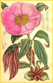    ( Paeonia cambessedesii )  Curtis's Botanical Magazine  1907