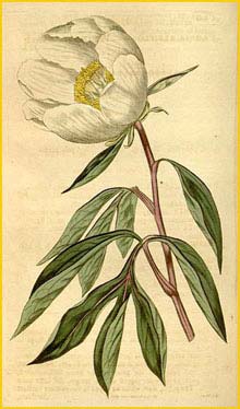   ( Paeonia lactiflora ) Curtis's Botanical Magazine  1815