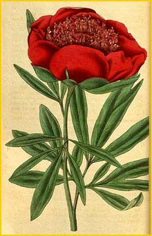   .  ( Paeonia officinalis ssp. anemoniflora ) Curtis's Botanical Magazine  1832